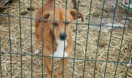 16 Klaipėdoje rastų šunelių ieško šeimininkų