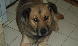 16 Klaipėdoje rastų šunelių ieško šeimininkų