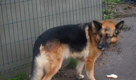 16 Klaipėdoje rastų šunelių ieško šeimininkų