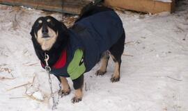 16 Klaipėdoje rastų šunelių ieško šeimininkų