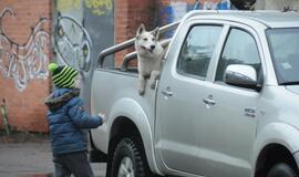 Protestas prieš šernų medžioklę
