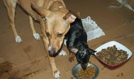 16 Klaipėdoje rastų šunelių ieško šeimininkų