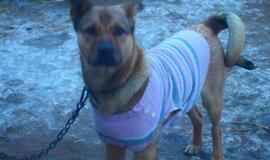 16 Klaipėdoje rastų šunelių ieško šeimininkų