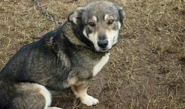 16 Klaipėdoje rastų šunelių ieško šeimininkų