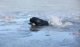 Ugniagesiai vaidina skęstančiuosius