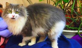 Pietinėje gatvėje rastas katinas