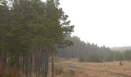 Piktinasi planu iškirsti pusę Kuršių nerijos miškų