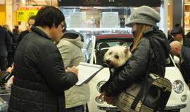 "5 Pėdučių" apklausa apie beglobius gyvūnus