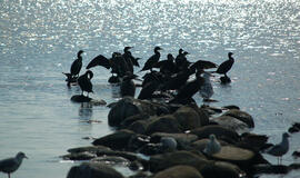 Užtarimo kormoranams žada ieškoti teismuose