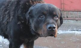 Veterinaras: jei šuns išvaizda agresyvi, ir charakteris agresyvus