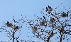 Kormoranų byla persikels į tarptautinį lygį