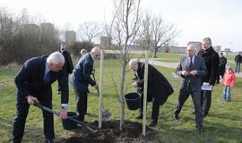 Sąjūdžio parke pasodinti ąžuoliukai