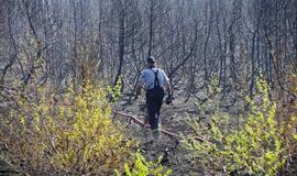 Gaisras Kuršių nerijoje: antroji diena