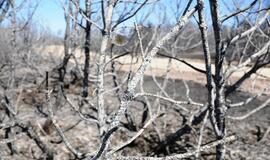 Gaisras Kuršių nerijoje: antroji diena