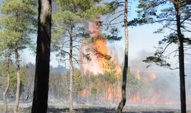 Gaisras Kuršių nerijoje
