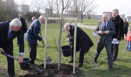 Sąjūdžio parke pasodinti ąžuoliukai