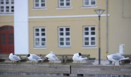 Už Klaipėdą dviračius mynė ir politikai