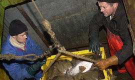 Žvejybos fronte - visiška sumaištis