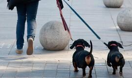 Kodėl šunis verta vesti į zoologijos sodą?