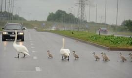 Gulbės su gulbiukais eina per kelią