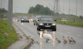 Gulbės su gulbiukais eina per kelią