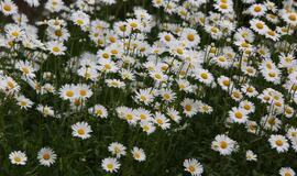 Kuršių nerijos nacionalinio parko renginys Smiltynėje