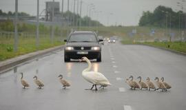 Gulbės su gulbiukais eina per kelią