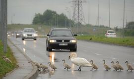 Gulbės su gulbiukais eina per kelią