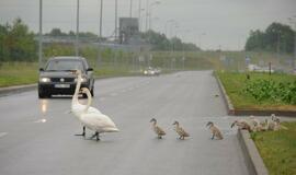 Gulbės su gulbiukais eina per kelią