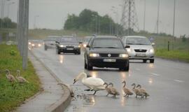 Gulbės su gulbiukais eina per kelią