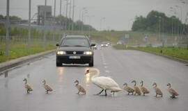 Gulbės su gulbiukais eina per kelią