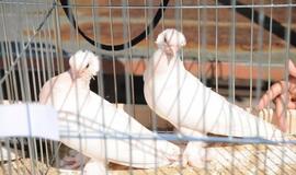 Gražiausio balandžio rinkimai