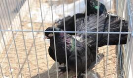 Gražiausio balandžio rinkimai