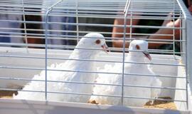 Gražiausio balandžio rinkimai