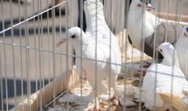 Gražiausio balandžio rinkimai