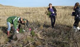 Kuršių nerijoje laukiami savanoriai