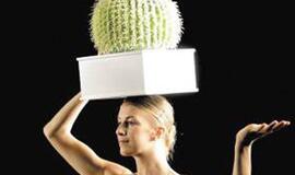 Pasirengta persodinti galvą