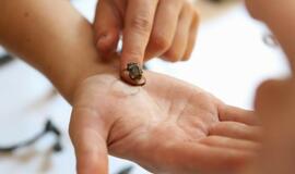 Radiniai Klaipėdos piliavietėje