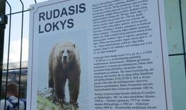 Meškos Laimos išvežimas iš Karklės