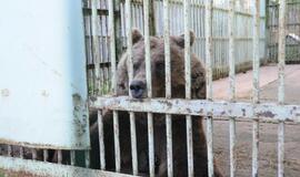 Meškos Laimos išvežimas iš Karklės