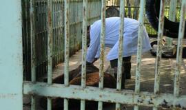 Meškos Laimos išvežimas iš Karklės