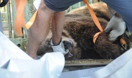 Meškos Laimos išvežimas iš Karklės