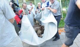 Meškos Laimos išvežimas iš Karklės