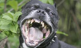 Šuo - ne visada "geriausias žmogaus draugas"