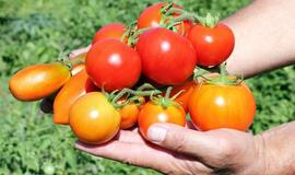 Tyrimas: pomidorai sumažina prostatos vėžio riziką