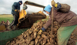 Žemės ūkio produktų supirkimo kainos per metus sumažėjo 13,6 proc.