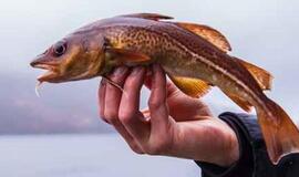 EK akiratyje - menkių, silkių ir šprotų valdymo planas