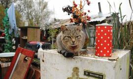 Benamių bakūžėms Pievų gatvėje - galas