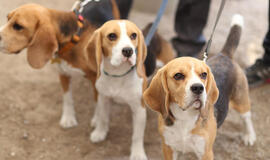 Skaiva Jasevičiūtė: „Pirkdami šunį iš neatsakingų veisėjų, įsigyjate „ligų maišelį“