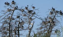 Lietuvoje sumažėjo perinčių kormoranų